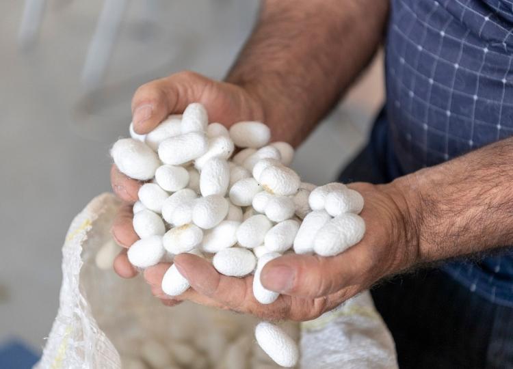 Respublikada barama tədarükü davam edir 