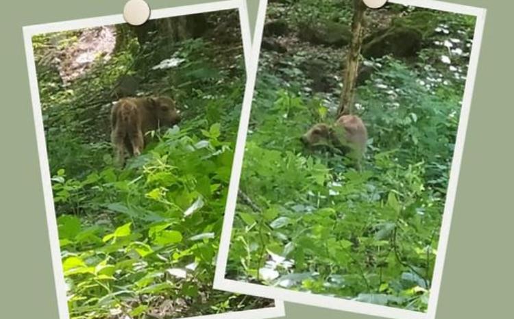 Şahdağ Milli Parkında daha bir zubr balası dünyaya gəlib 