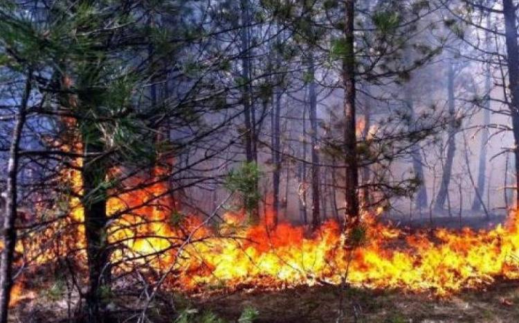 İsmayıllıda  baş verən yanğın söndürülüb, Şabranda isə məhdudlaşdırılıb 