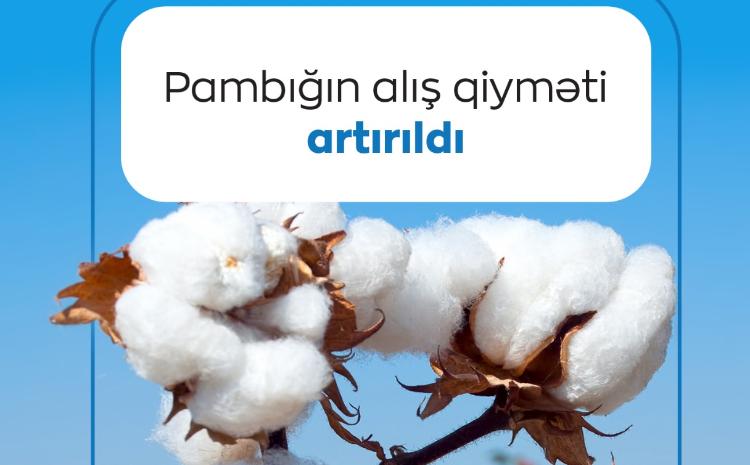 Pambıqçı fermerlərə daha bir müjdə: pambığın alış qiyməti növbəti dəfə artırıldı 