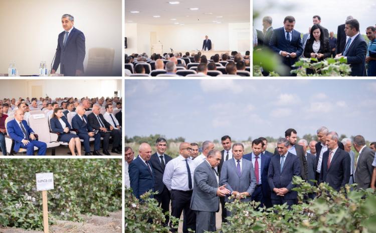 Salyanda "Pambıqçılıqda mövcud vəziyyət və məhsul yığımına hazırlıq" mövzusunda növbəti regional müşavirə keçirilib 