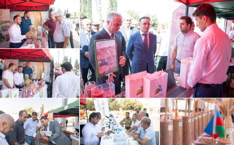 Cəlilabadda toxum sərgi-satış yarmarkası təşkil olunub 