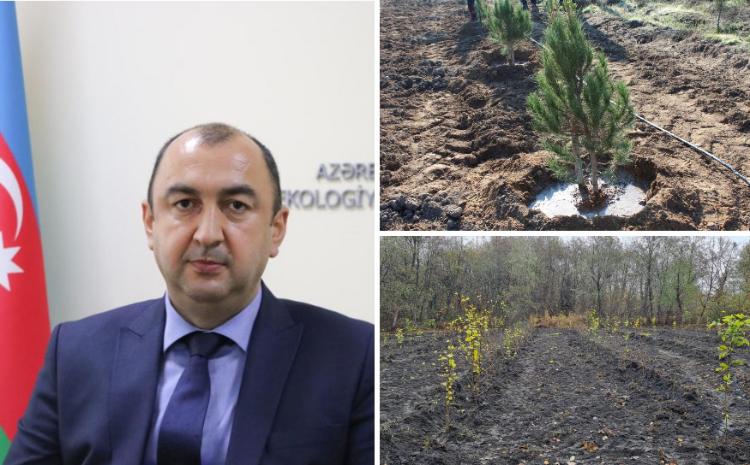 Payız-qış mövsümündə əkilən ağacların bitiş faizi daha yüksək olur 