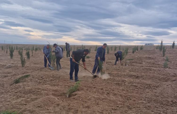 Qarabağda "Dostluq Meşəsi" Kompleksində ağacəkmə tədbirləri keçirilir 