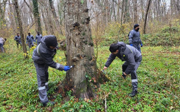 Milli parkın ərazisində ağaclar ziyanvericilərdən təmizlənib 
