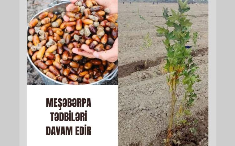 Bu gün meşə fondu torpaqlarında 25 mindən artıq ağac əkilib 