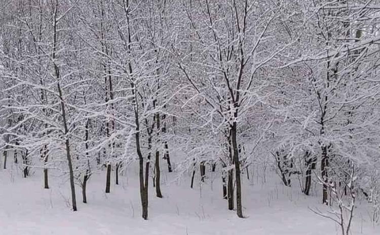 Qarlı hava meşə əkinlərinə müsbət təsir göstərib 