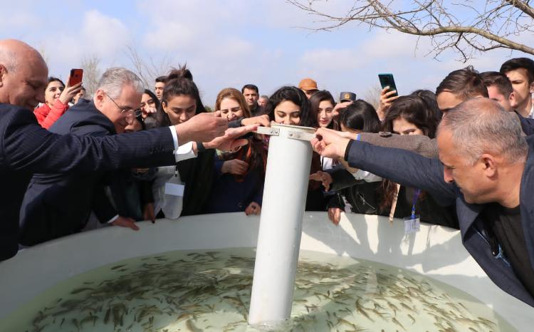 Kiçik Qızılağac körfəzinə balıq körpələri buraxılıb 