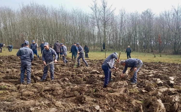 Torpaq çərşənbəsində 23 mindən çox ağac əkilib 
