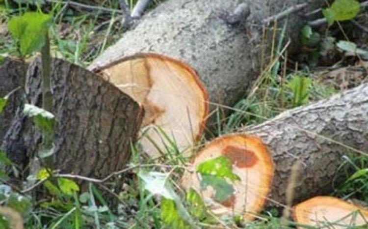 Ağacların kəsilməsi ilə bağlı protokol tərtib olunub 