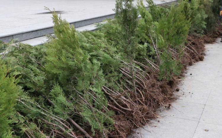 Yaz ağac əkini mövsümü başlayandan bugünədək meşə fondu torpaqlarında 1 milyon 24 mindən artıq ağac əkilib 