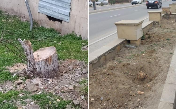 Sumqayıt, Hacıqabul şəhərlərində və Samux rayonu ərazisində ağacların qanunsuz kəsildiyi müəyyən edilib 