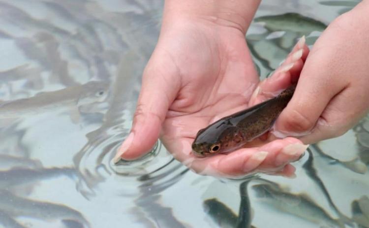 Xəzərin Siyəzən rayonu akvatoriyasına Qızılbalıq körpələri buraxılıb 