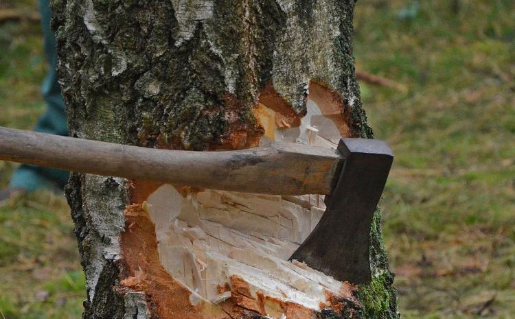 Ağacların qanunsuz kəsildiyi müəyyən olunub 