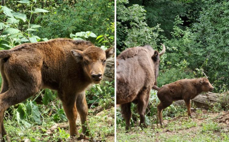 Şahdağ Milli Parkında üç zubr balası dünyaya gəlib - VİDEO