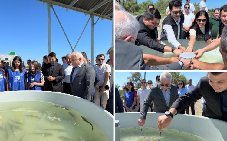 Neftçala rayonunda növbəti dəfə balıq buraxılışı həyata keçirilib 
