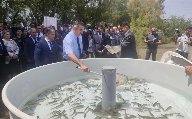 Qarayazı Dövlət Təbiət Qoruğunun ərazisindən keçən Kür çayına balıq körpələri buraxılıb 