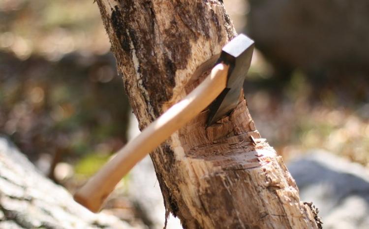 Ağacların kəsilməsi ilə bağlı araşdırma aparılır 