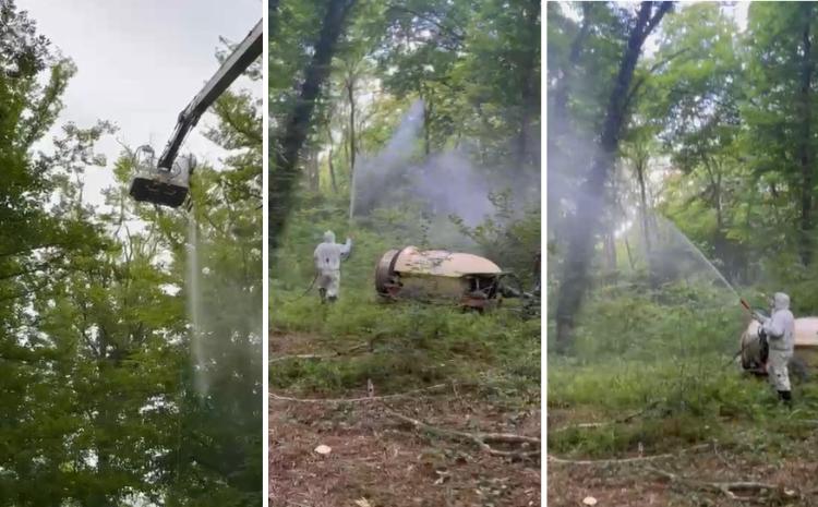 Meşəlik ərazilərdə  ağaclara düşən zərərvericilərə qarşı dərmanlama işləri aparılıb - VİDEO
