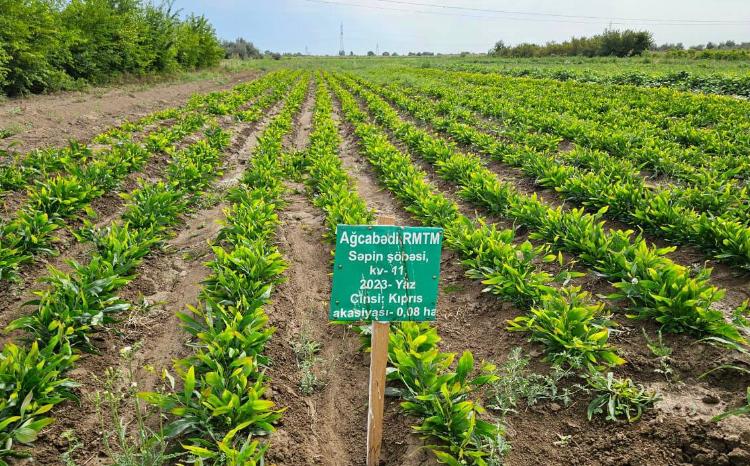 Meşə fondu ərazilərində payız əkin mövsümünə hazırlıq işləri aparılır 