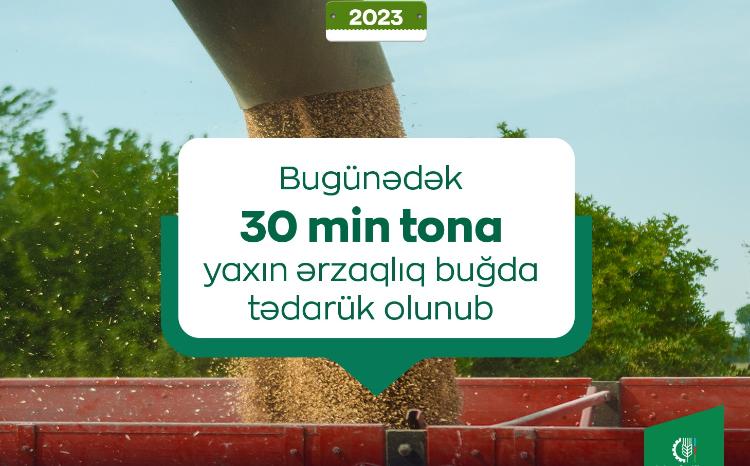 Bugünədək 30 min tona yaxın ərzaqlıq buğda tədarük olunub 