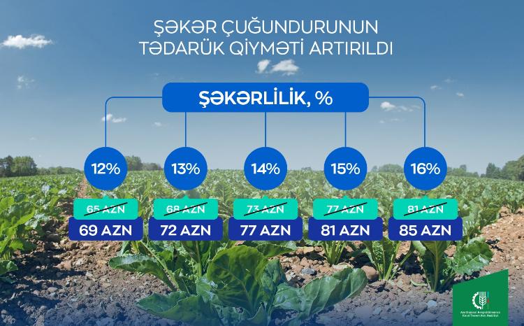 Fermerlərə müjdə: Şəkər çuğundurunun tədarük qiyməti artırılıb 