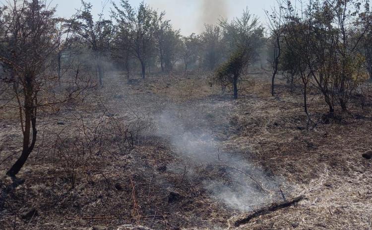 Yanğınların meşə sahələrinə keçməsinin qarşısı alınıb 