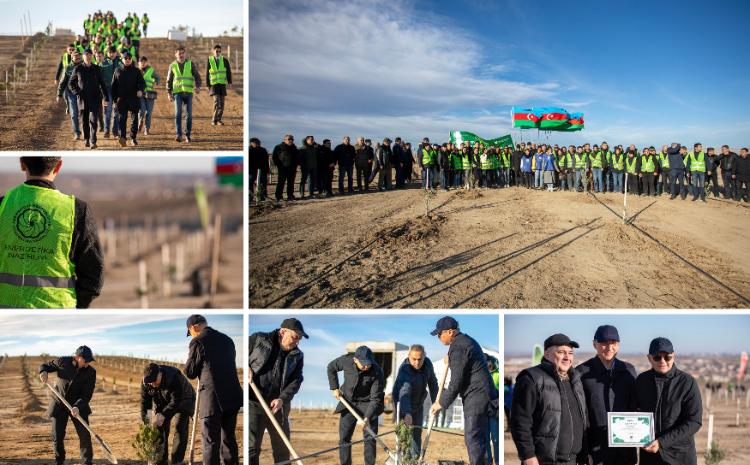 Energetika Nazirliyi tərəfindən növbəti ağacəkmə aksiyası keçirilib 