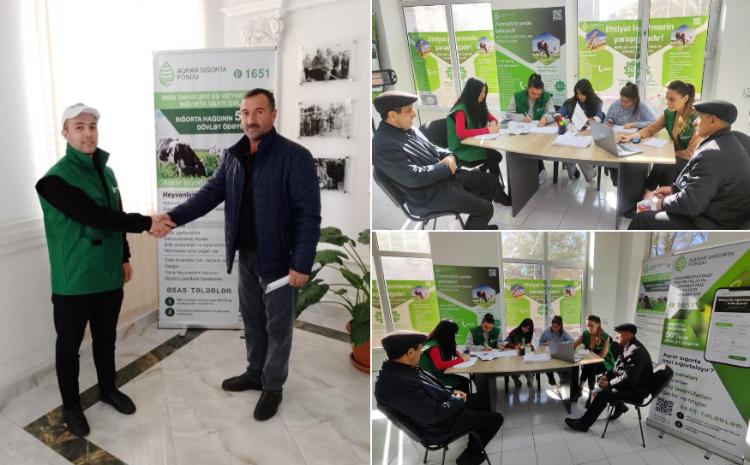 Aqrar Sığorta Fondu Şəkidə fermerlərə - SIĞORTA ÖDƏNİŞLƏRİNƏ BAŞLAYIB