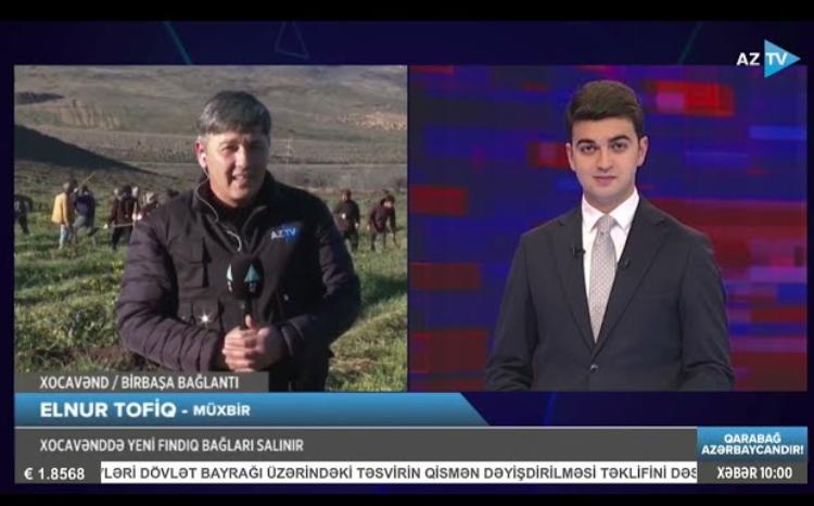 Böyük qayıdışın daha bir müjdəsi: Xocavənddə fındıq bağları salınır - VİDEO