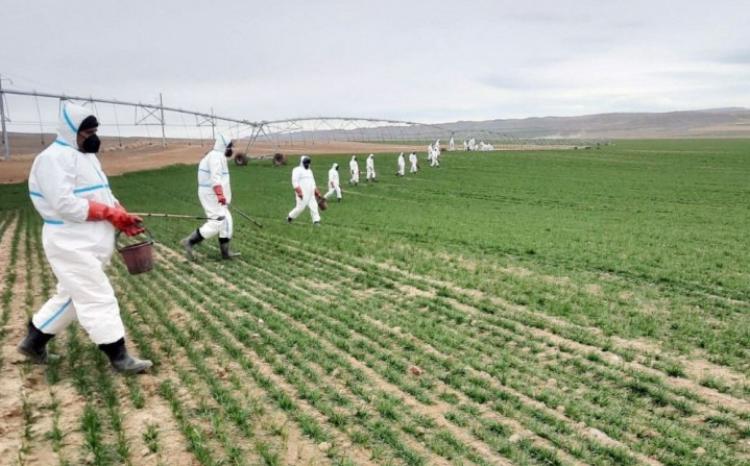 Əkin sahələrində siçanabənzər gəmiricilərə qarşı mübarizə tədbirləri davam etdirilir 