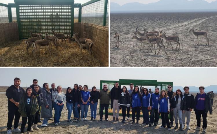 Студенты БГУ приняли участие в процессе выпуска джейранов в дикую природу 