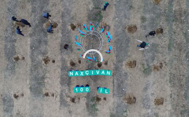 Naxçıvanda "Bir günə 100 min ağacın əkilməsi" aksiyası keçirilib - VİDEO