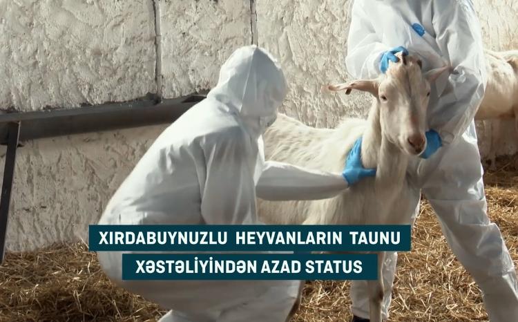 ÜHST-in Elm Komissiyası ölkəmizin xırdabuynuzlu heyvanların taunu xəstəliyindən azadolma statusunu təsdiq edib 