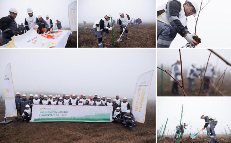 "Çovdar" qızıl yatağının ətrafında növbəti ağacəkmə aksiyası keçirilib 