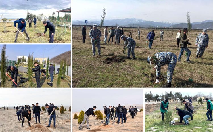 Ağacəkmə aksiyası keçirilib 