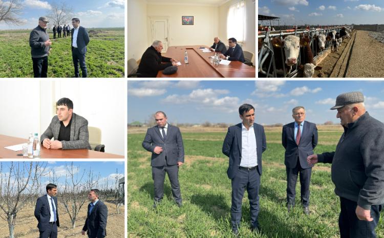 Aqrar Xidmətlər Agentliyinin sədri Sərdar Hacıyev Samuxda vətəndaşları qəbul edib, təsərrüfatlara baş çəkib 