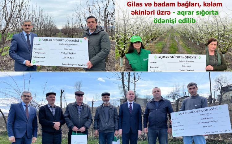 Gilas və badam bağları, kələm əkinləri üzrə fermerlərə aqrar sığorta ödənişi edilib 