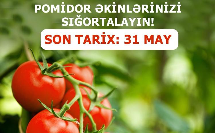 Azərbaycanda pomidor sahələrinin sığortası başlayıb 