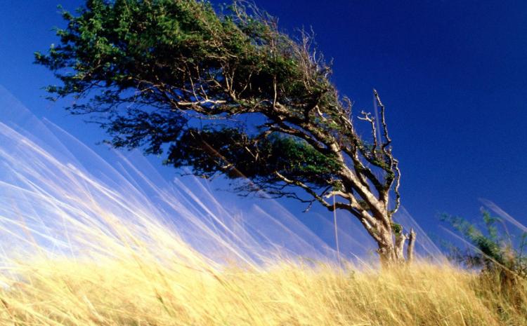 Küləkli hava şəraiti ilə bağlı sarı  xəbərdarlıq 