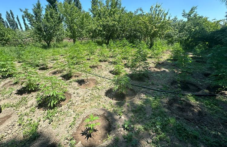 Bərdə polisinin əməliyyatı: 22 kiloqram çətənə bitkisi aşkarlanıb 