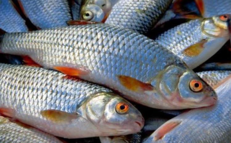 Xəzərin sahillərində balıqların kütləvi ölümünün səbəbi AÇIQLANDI