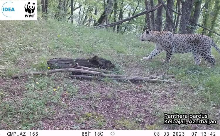 Qarabağda, Kəlbəcər istiqamətində bəbir müşahidə olunub 