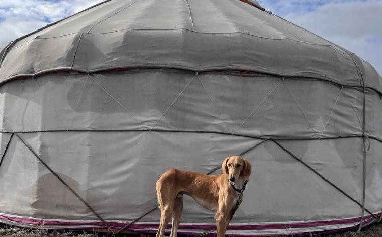 «Тазы - исконно казахская порода» - предварительное признание FCI 