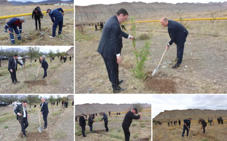 Ordubadda genişmiqyaslı ağacəkmə aksiyasına start verilib 