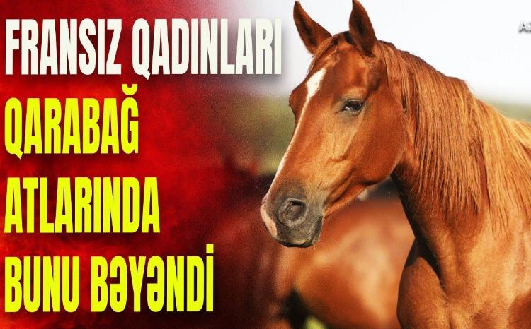 Fransız xanımları heyran qoyan Qarabağ atları: onları gördükdən sonra bunu etdilər - VİDEO