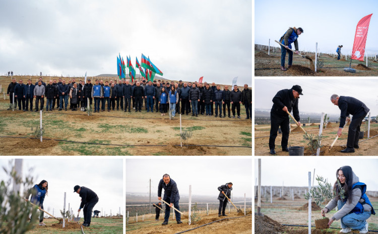 Ağacəkmə aksiyaları davam edir 