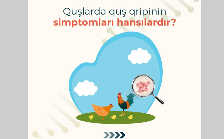 Quş qripi və onun yayılma yolları - FOTO
