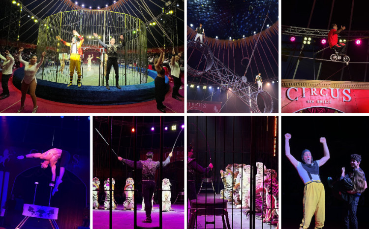 İtaliyan sirki Circus Sea Breeze-də - 11 pələngin möhtəşəm şousu! 