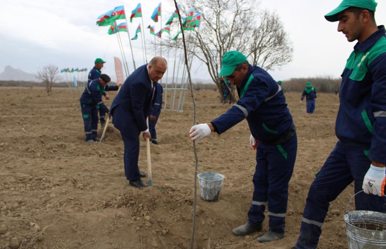 Yeni meşəlik salınması məqsədilə 3300 ədəd ayland, çinar və kızılçam tingləri əkilib 